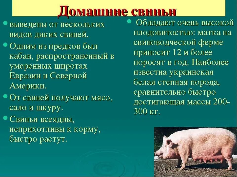 Поросят что означает