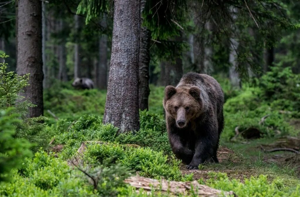 Pin by Юлия on art - Медведи Bear wallpaper, Bear species, Bear