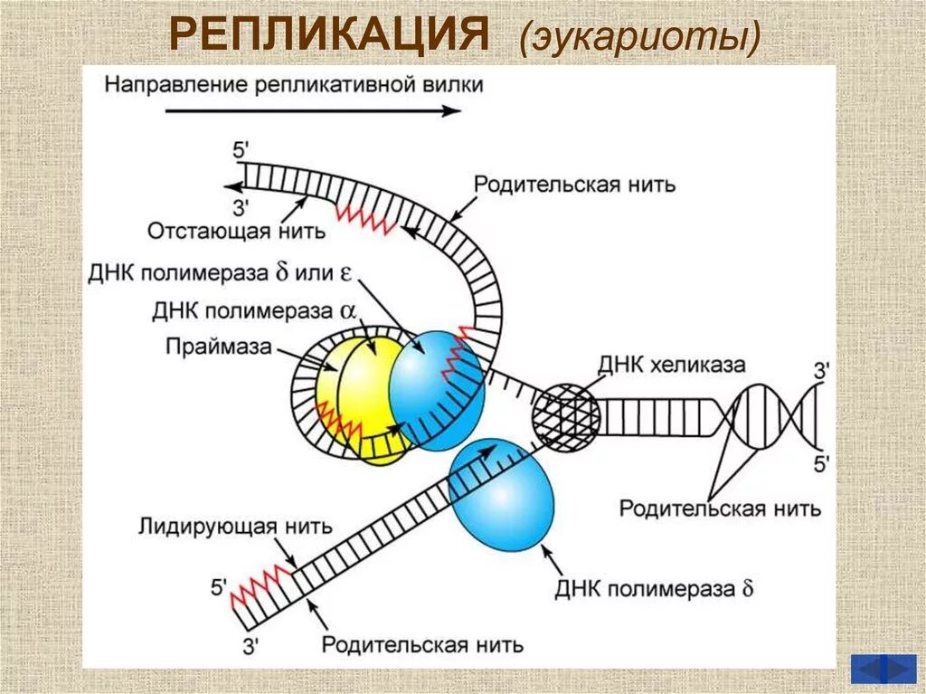 Схема репликации днк прокариот. Модели репликации. Репликация хромосомы эукариот. Схема репликации днк эукариот. Днк эукариот схема.