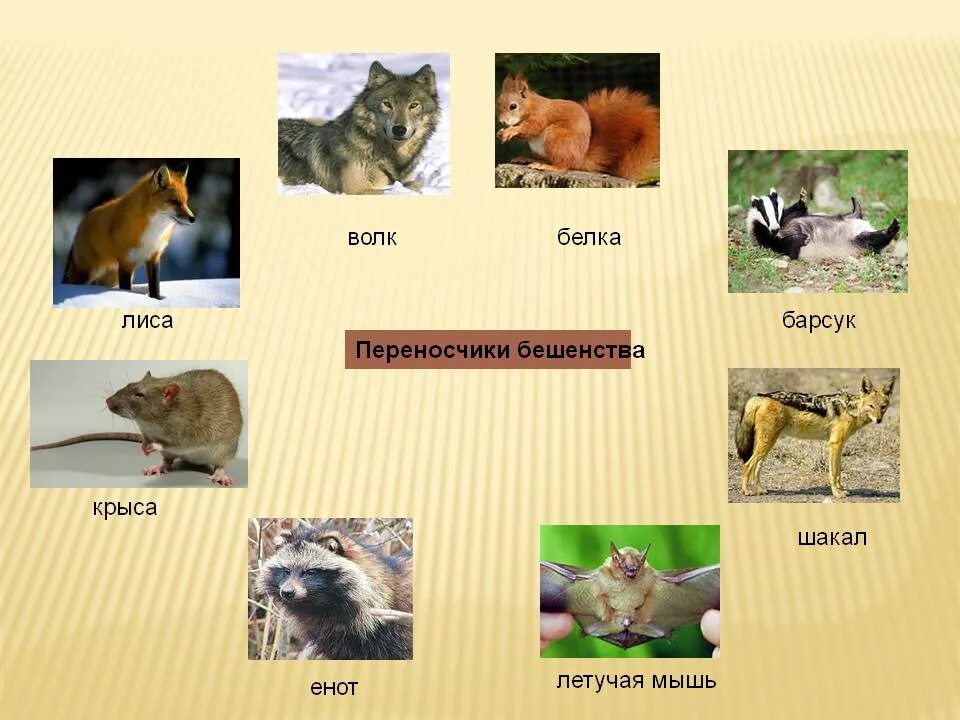 Чаще всего животные являются. Переносчики бешенства. переносчики бешенства у животных. переносчики вируса бешенства. животные переносящие бешенство.