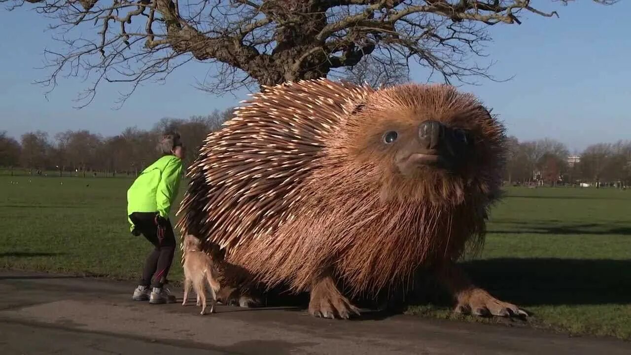 Огромный Ежик. Гигантский Ежик. Самый большой еж. Самый большой ёж в мире. Великий громадный