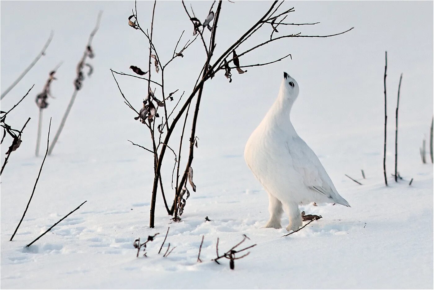 Белая полярная куропатка