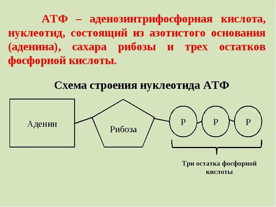 Молекулы атф выполняют. Строение молекулы АТФ. Химическая структура АТФ. Структура молекулы АТФ. Строение нуклеотида АТФ.