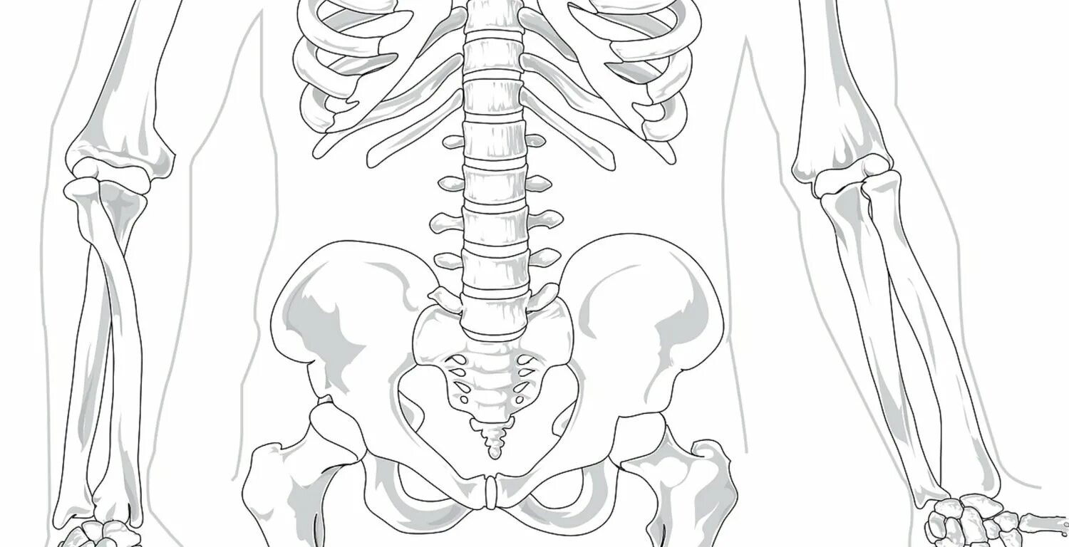 Скелет туловища таз. Скелет тазобедренного сустава. Скелет человека тазобедренный сустав. Скелет тазовой анатомия. Скелет человека бедро