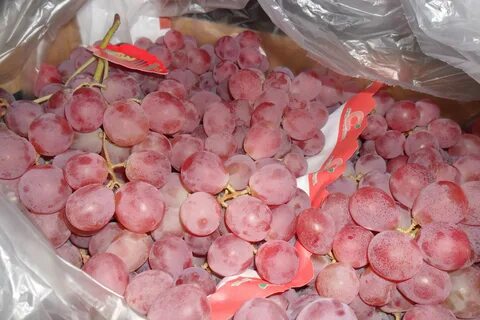 Виноград глоба