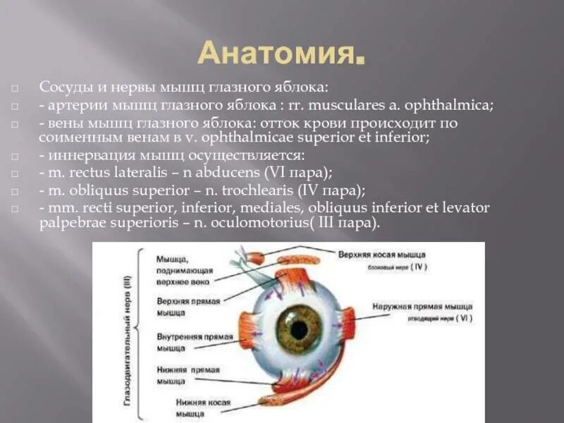 Глазное яблоко функции таблица. Мышцы глазного яблока. Мышцы глаза анатомия. Мышцы глазного яблока функции. Строение мышц глаза.