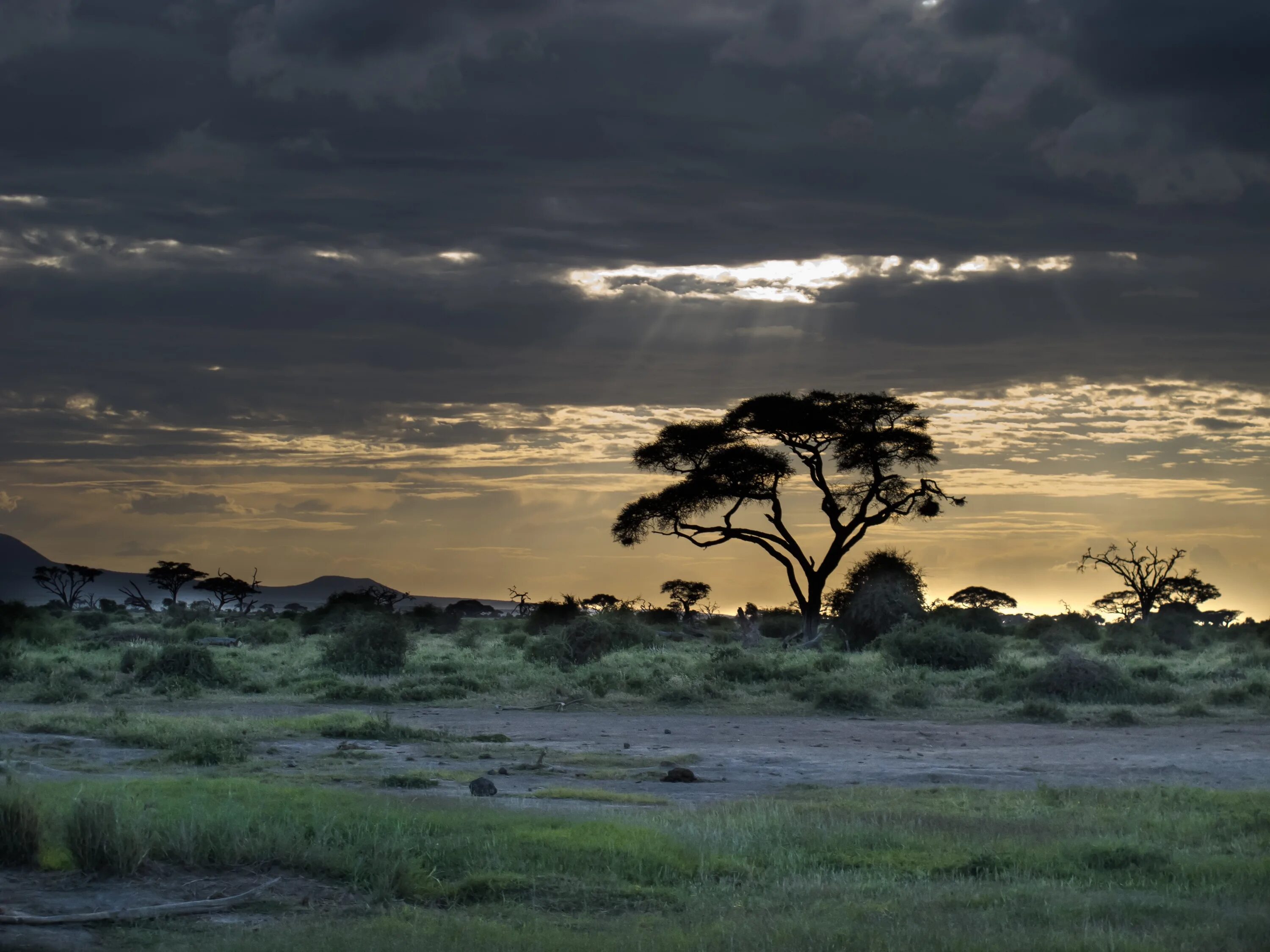 See africa. Кения Саванна. Моюнкумская Саванна. Саванна закат Килиманджаро. Саванны Африки.