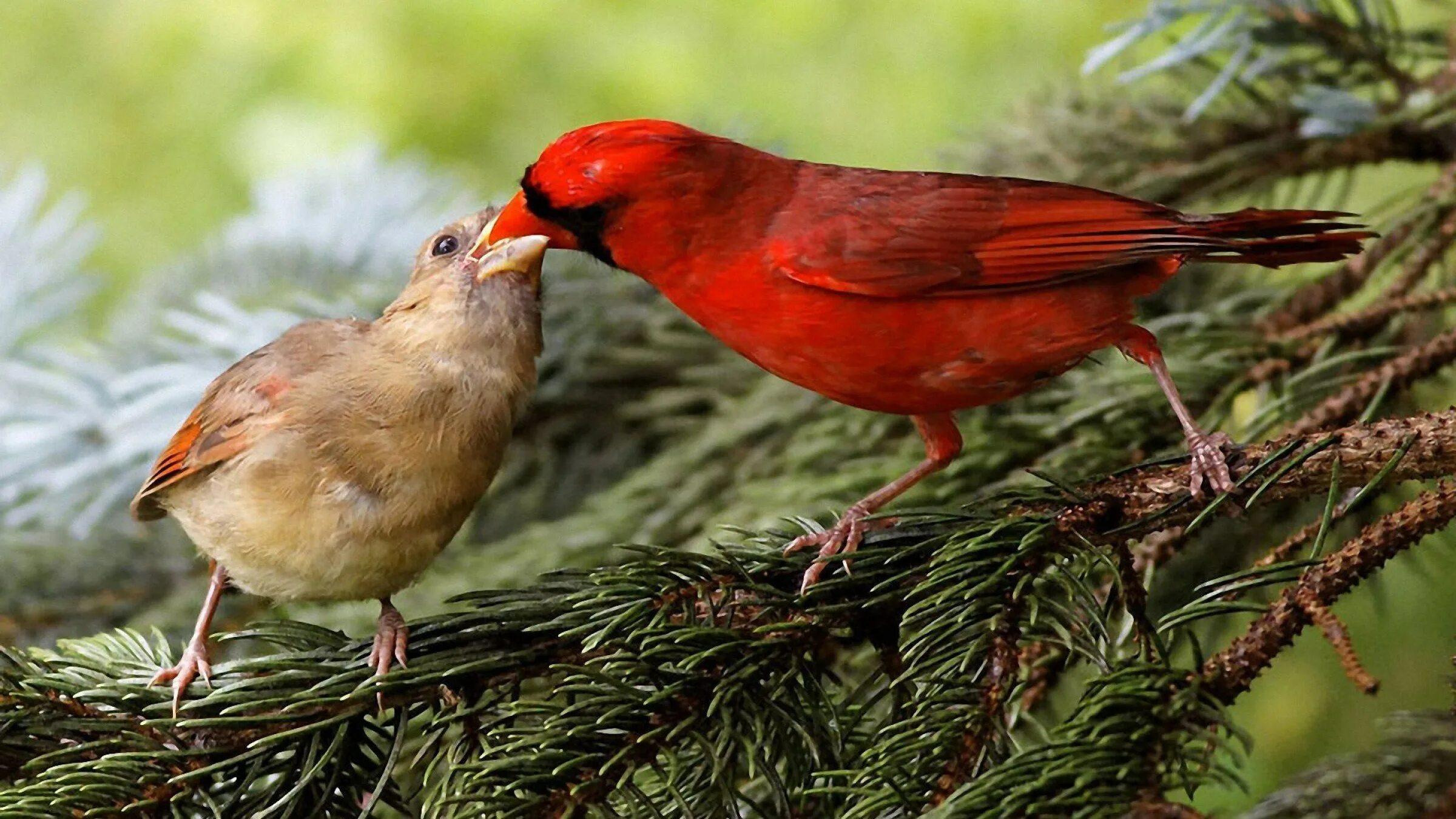 Красный Зяблик Кардинал. Попугайный Кардинал. Красный Кардинал птенец. Птенец кардинала.