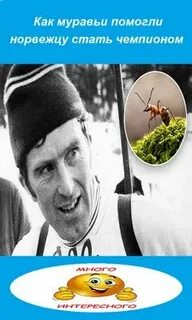 Магнар сольберг муравейник
