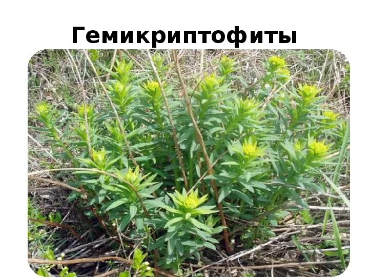 Гемикриптофиты это. Розеточные гемикриптофиты. гемикриптофиты представители. гемикриптофиты это растения. терофиты это растения.