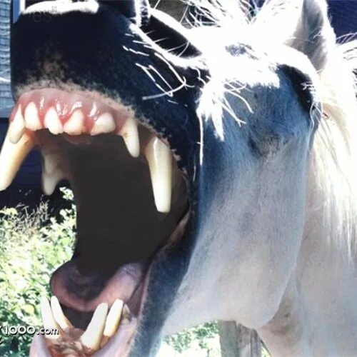 Rapa das bestas sabucedo 2  Horses, Horse behavior, Beautiful horses