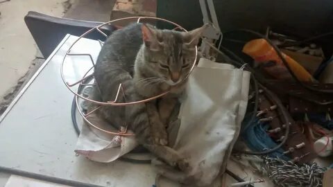 Кот попал в ловушку