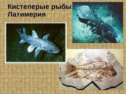 Латимерия костная