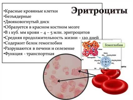 Эритроциты в норме составляют