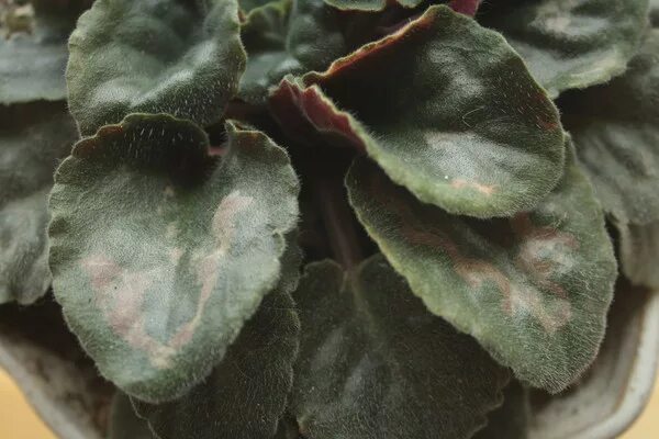 Листья фиалки покрылись коричневыми пятнами. Фиалка коричневые пятна. Фиалка коричневые пятна. Фиалка коричневеют листья. Узамбарская фиалка болезни листьев.