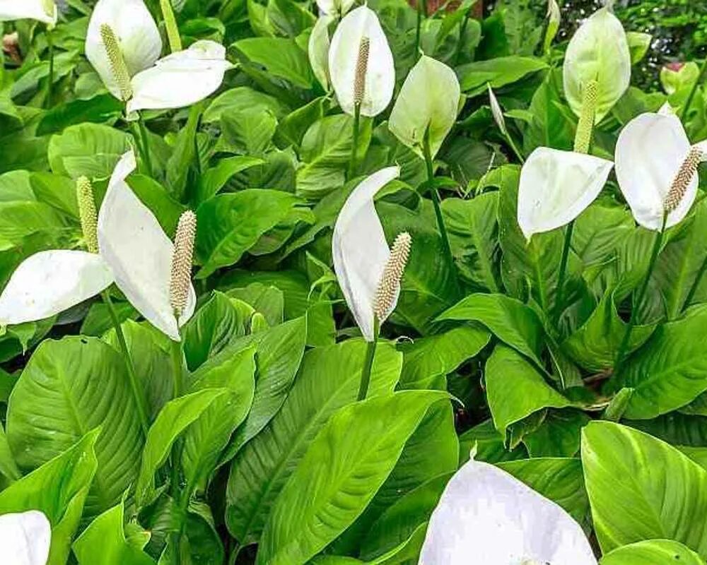 Спатифиллум каннолистный. Спатифиллум ложковидный. Спатифиллум (Peace Lily). Спатифиллюм виды