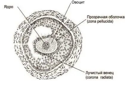 Какого строения яйцеклетки
