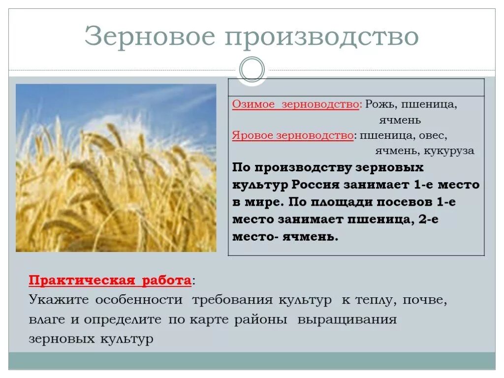 Какие зерновые культуры выращивали в россии. Зерновые культуры районы выращивания в России таблица. Зерновые культуры пшеница. Зерновые культуры ячмень. Зерновые культуры таблица.