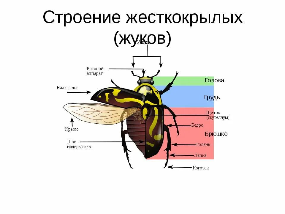 Внешнее строение фиксированного майского жука. Строение жука плавунца строение. класс насекомые внешнее строение майского жука. жесткокрылые жуки особенности строения. строение насекомых майский жук.