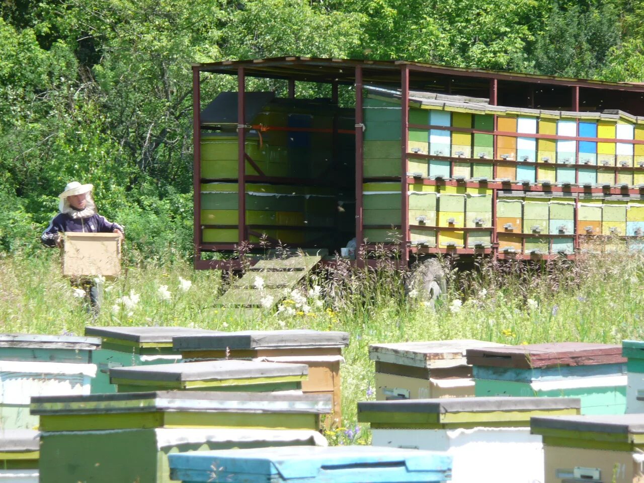 Кочевые пасеки в казахстане. Нуримановский район пасека. Липовый мед башкирский пасека. Пчеловод шкурин. Пасека дмитриевых.