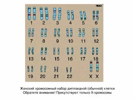Сколько хромосом в половых клетках у человека