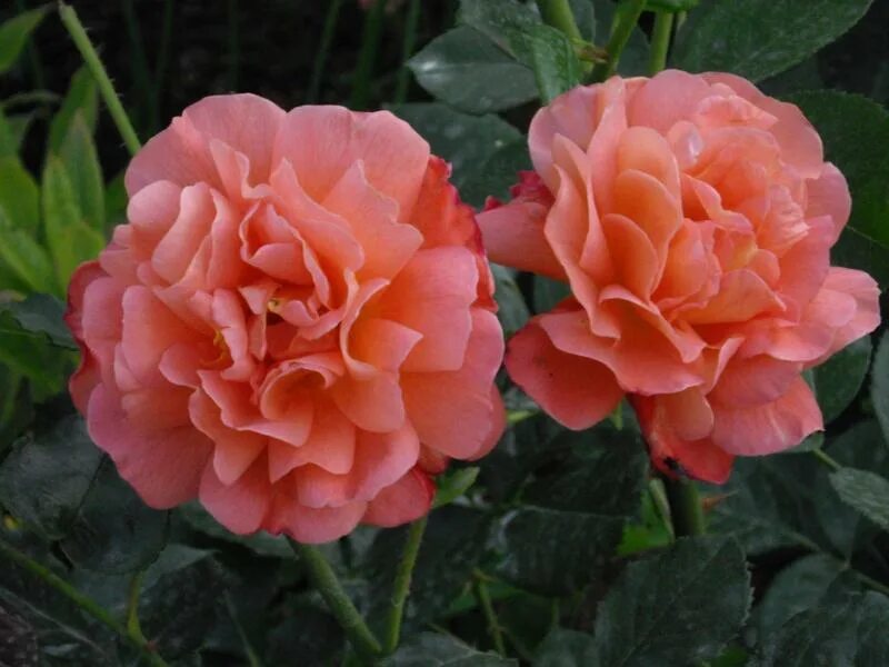 розы вашей мечты отзывы. роза шраб ладури. роза кантри гарден энциклопедия роз. роза cream abundance. роза восточный экспресс.