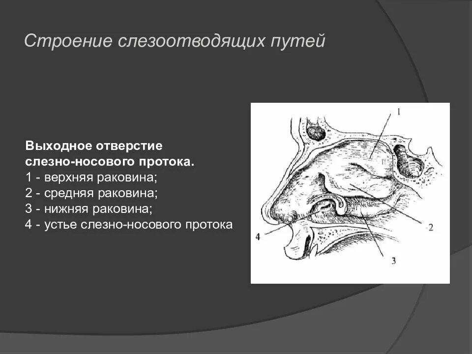 Слезная железа у млекопитающих. Анатомия слёзоотводящих путей. Строение слезоотводящих путей. Строение слезоотводящих путей глаза. Анатомия носослезного аппарата.