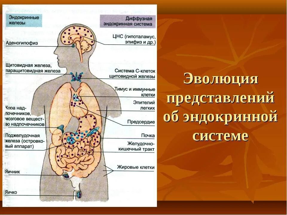 Эндокринная система человека. Эндокринные железы человека. Эволюция развития эндокринной системы. Гормональная система человека. Диффузная эндокринная