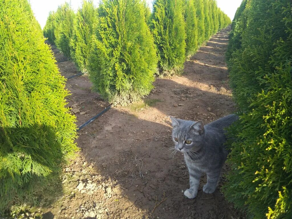 Питомник растений мишково обнинск. Питомник растений калуга. Тимирязевская академия питомник растений. Питомник растений мишково обнинск. Тимирязева.