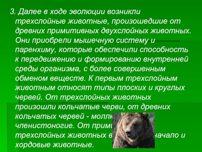 В каких направлениях шла эволюция трехслойных. Трехслойность у животных. Происхождение трехслойных животных. Примеры трехслойных животных. Трехслойные животные кто относится.