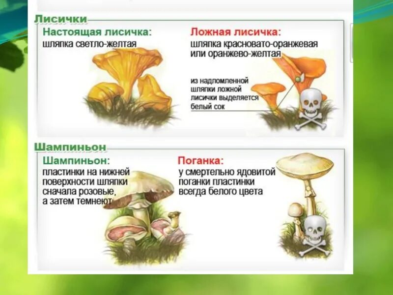 Грибы обж 8 класс. Съедобные и ядовитые грибы. Съедобные и ядовитые грибы презентация. Презентация на тему съедобные грибы. Сообщение о съедобных и несъедобных грибах.