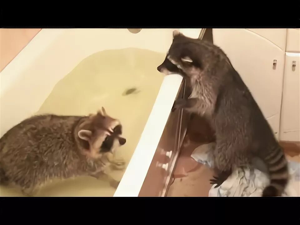 Домашние еноты видео