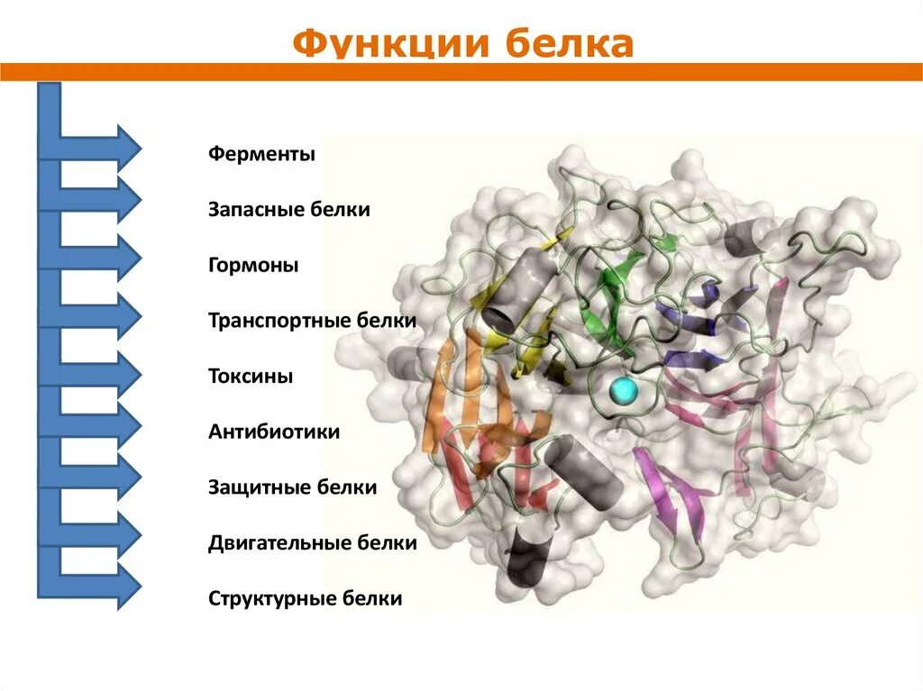 Транспортные белки. Белки ферменты белки гормоны. Транспортные белки функции. Токсины функция белков. В состав входят транспортные белки