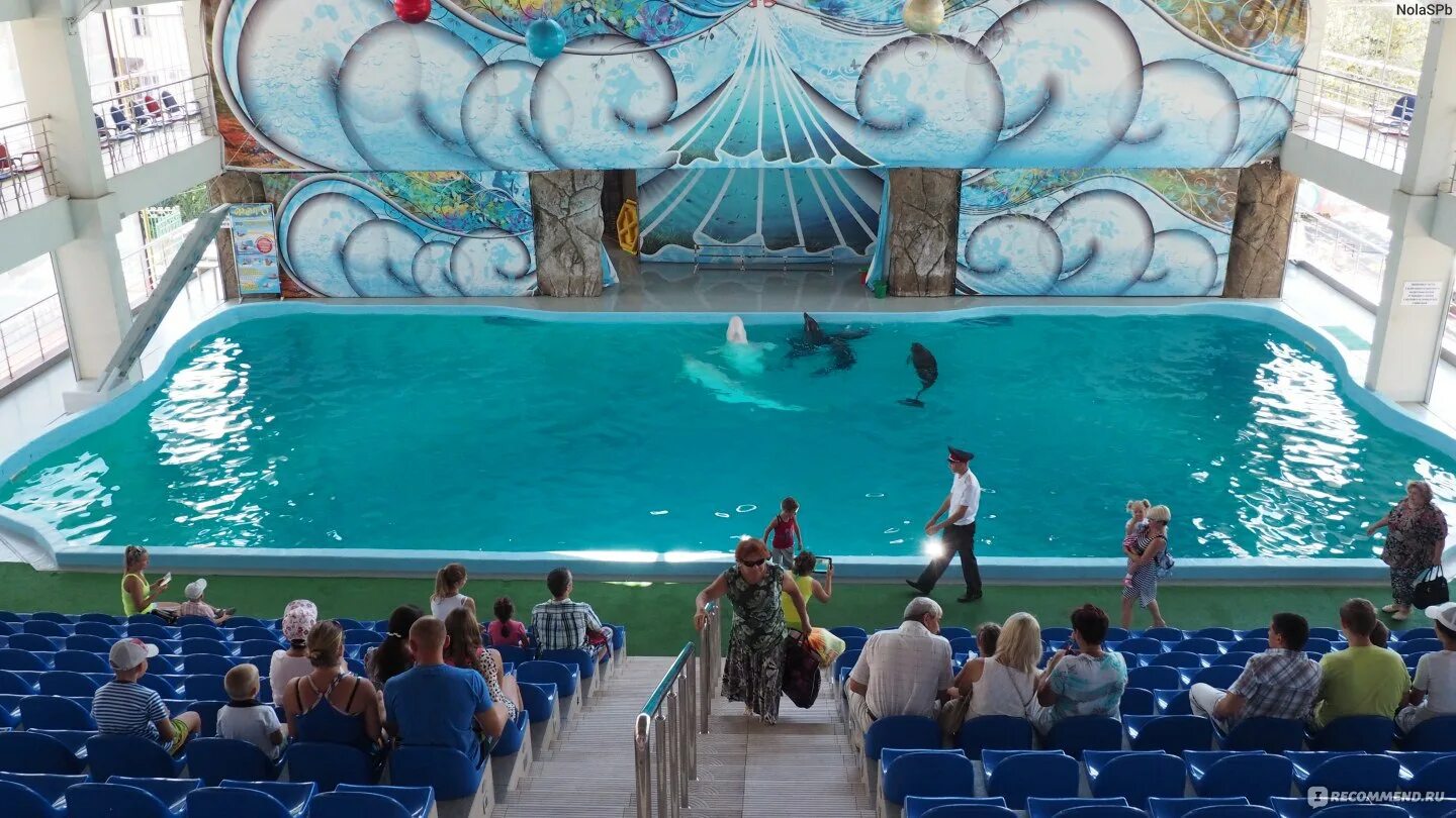 Дельфинарий сочи лазаревское. Дельфинарий сочи лазаревское. Лазаревское сочи дельфины. Дельфинарий морская звезда лазаревское. Дельфинарий лазаревское краснодарский.