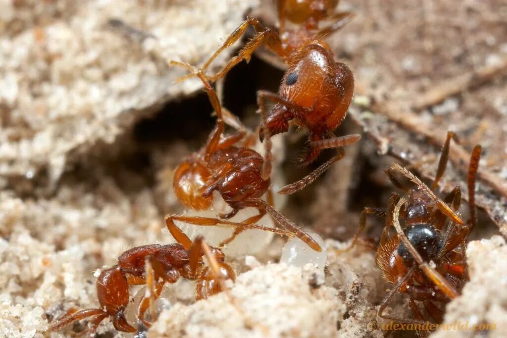 Ant видео