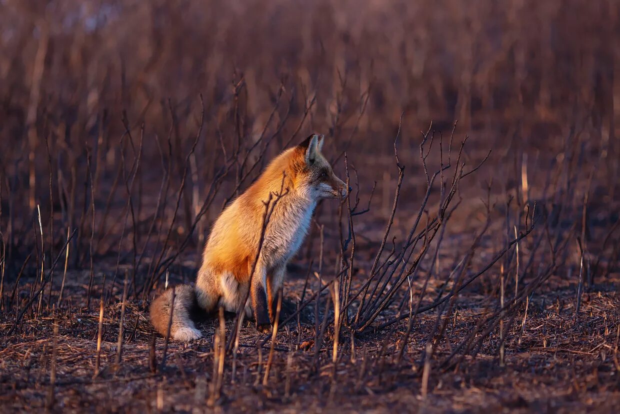 Повадки лис. Повадки лис. Повадки лис. Дикий лис. Повадки лис.
