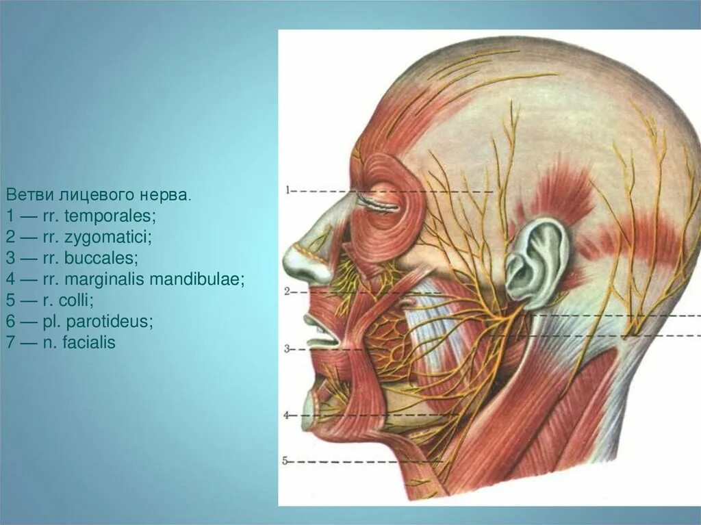 Лицевые нервы человека. Ветви nervus Facialis. Лицевой нерв (n. Facialis). R Colli n Facialis. N. Facialis (VII пара ЧМН) иннервирует мышцы:.