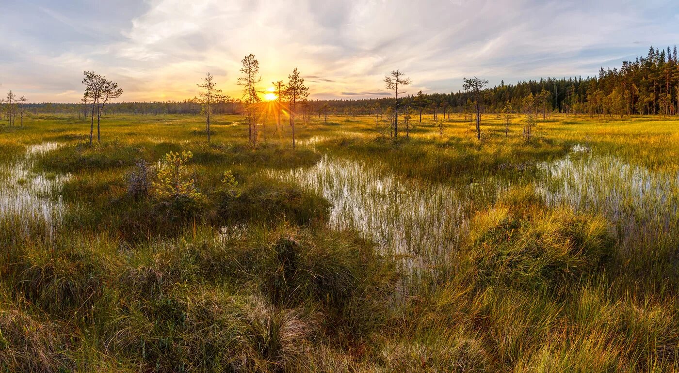 про болото. болото пелецкий мох. дзякинское болото. болото гумениха. болото ламмин-суо.