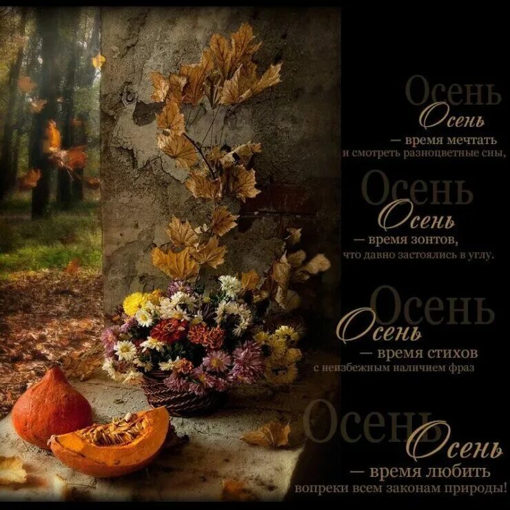 Осень цитаты из книг. Цитаты про осень. афоризмы осенние. осенние цитаты. осень цитаты красивые.