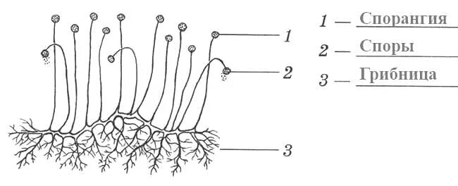 Строение плесневого мукора. Строение гриба мукора. Плесневелый гриб мукор строение. Строение плесневого гриба мукора. Строение плесневых грибов мукор.