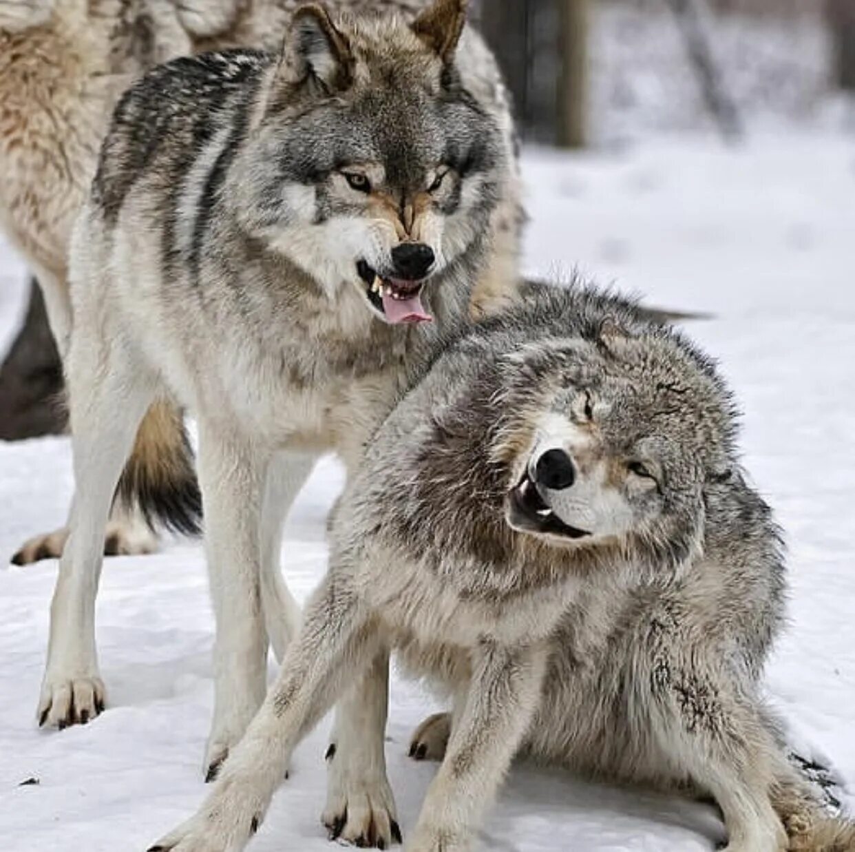 Какие волки крупнее. Большие волки. Самые сильные виды Волков.
