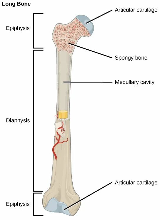 Бедренная кость 3д. Cervical osteoarthritis. Пушистая кость заболевание. Coarse bone tissue. Bone tissue.