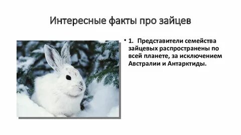 Интересное о зайцах