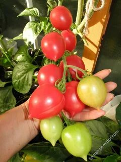 Садоводов 96
