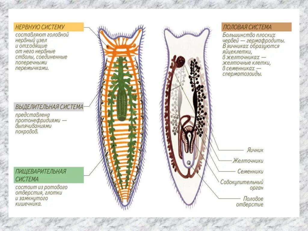 Плоские черви простейшие. Строение плоских червей 7 класс биология. Строение систем плоских червей. Система органов плоских червей 7. Строение плоских червей биология 7.