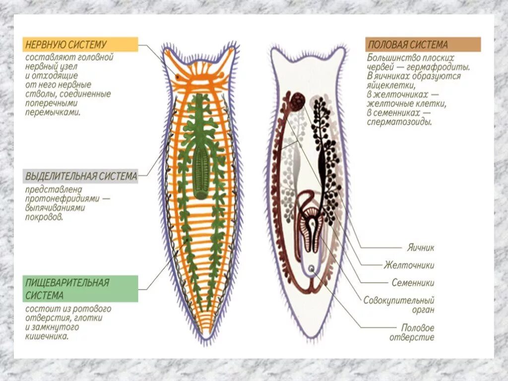 Плоский червь какой тип. Строение плоских червей 7 класс биология. Строение систем плоских червей. Система органов плоских червей 7. Строение плоских червей биология 7.
