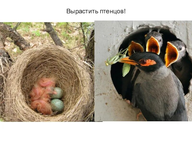 Выращивание птенцов. Вырастили птенца. растить птенцов. птицы которые выращивают птенцов. что делают птицы.