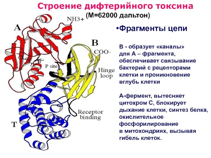 Механизм действия токсина дифтерии. Дифтерийный гистотоксин механизм действия. Токсин дифтерии действие. Механизм действия токсина дифтерии. Механизм действия дифтерийного экзотоксина.