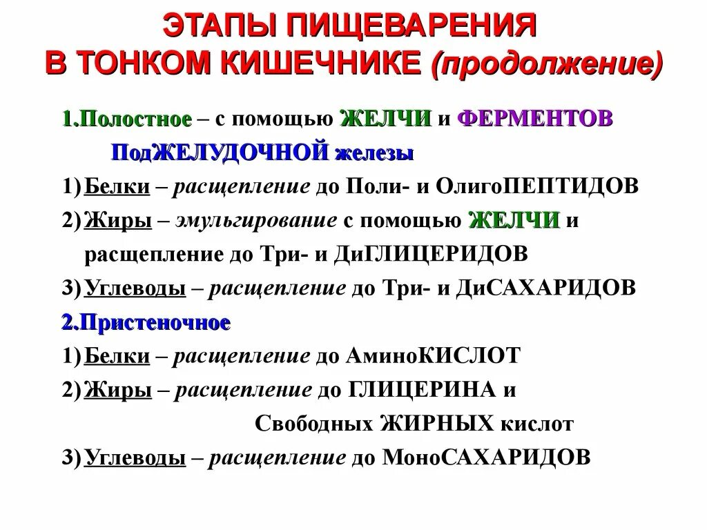 Описание процессов пищеварения. Этапы пищеварения. Этапы кишечного пищеварения. Этапы пищеварения в кишечнике. Этапы пищеварения в тонком кишечнике.