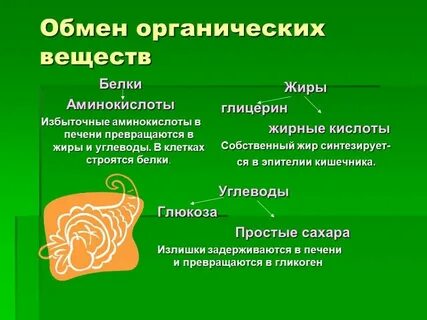 Превращения углеводов в организме человека
